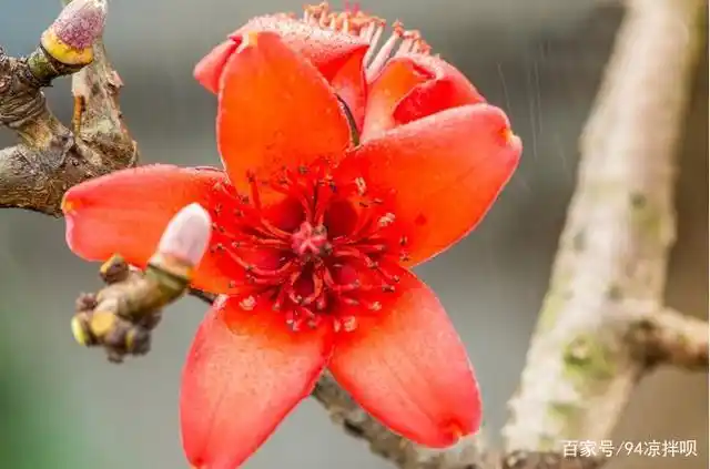木棉花的花语:珍惜身边的人,珍惜身边的幸福