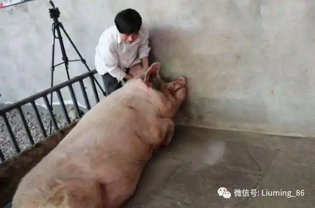 猪不吃不喝难存活五天以上为何猪坚强能在废墟下存活36天