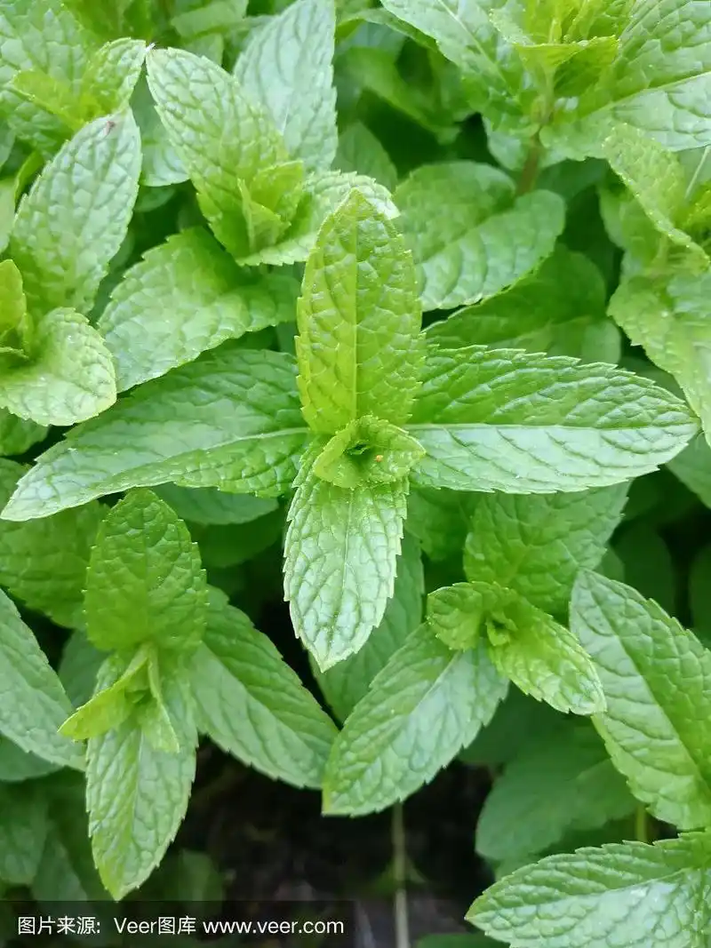 清新,绿色,薄荷,绿薄荷,农业