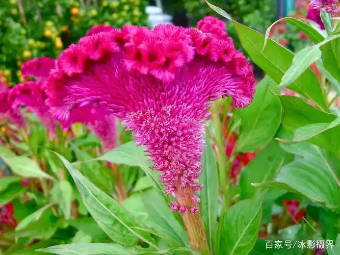 鸡冠花就像雄鸡的鸡冠一样火红美丽