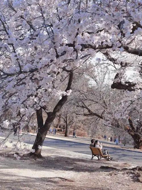 又是一年樱花季东京去哪里