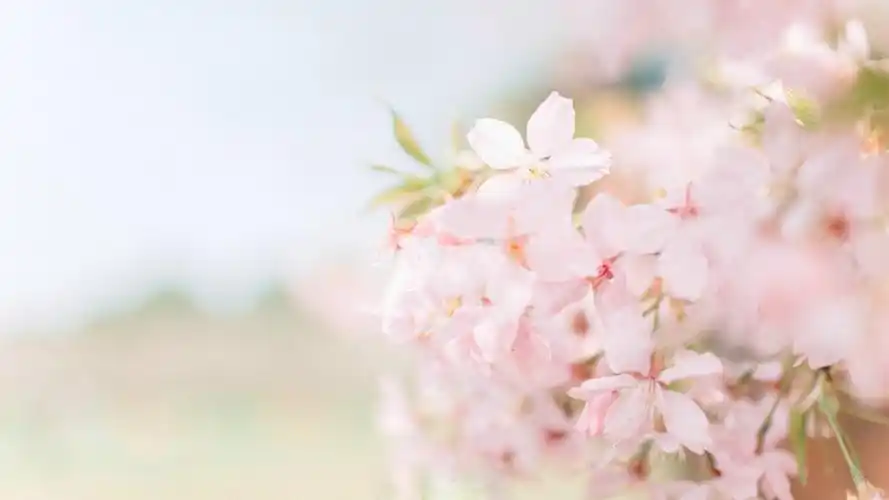 唯美小清新樱花摄影美图平板壁纸下载.