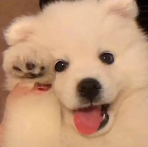 头像萌宠头像女生头像男生头像狗狗头像