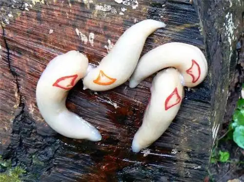 当你的庭院出现这种蛞蝓时千万别杀他!