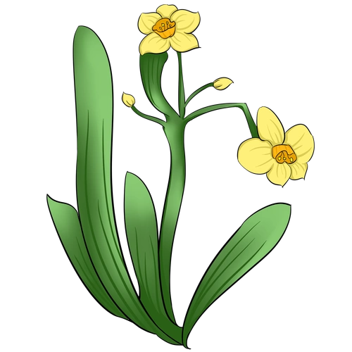 黄色水仙花矢量图图片