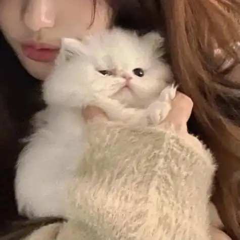 女孩抱猫咪头像图片 女生抱猫咪头像图片_布阁拉