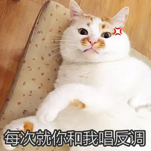 楼楼 猫 可爱 萌宠 表情包 头像 沙雕 搞笑