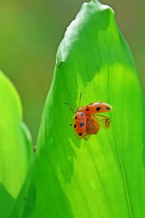 江苏省无锡市锡山区.|瓢虫|锡山区|野趣_新浪新闻