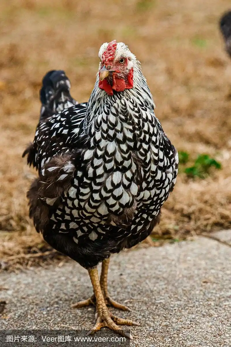 田野里的黑白斑点鸡