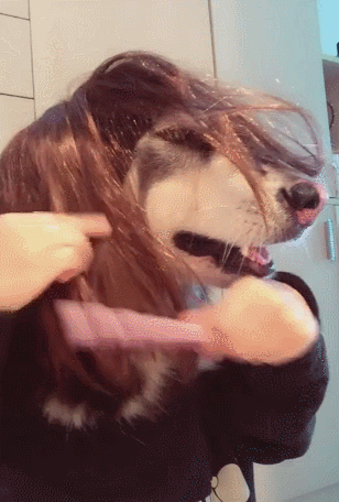 主人给阿拉斯加带上假发,精心梳理,第二天起床假发全乱了