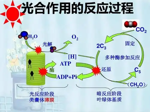 co2 o2 2c3 [h] atp 酶 固定 多种酶参加反应 还原 adp pi 光反应阶段