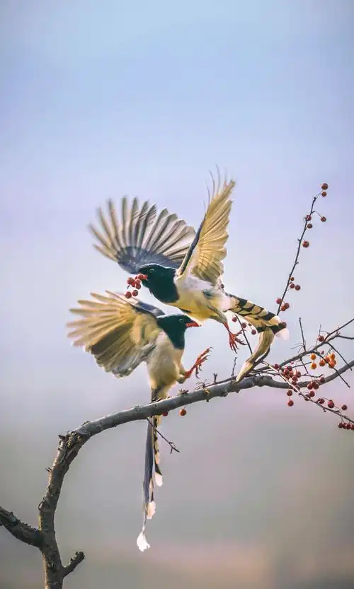 首发【文声汇影】1/13群 精品风光花鸟篇