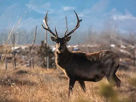 马鹿图片_马鹿图片大全_马鹿图片素材