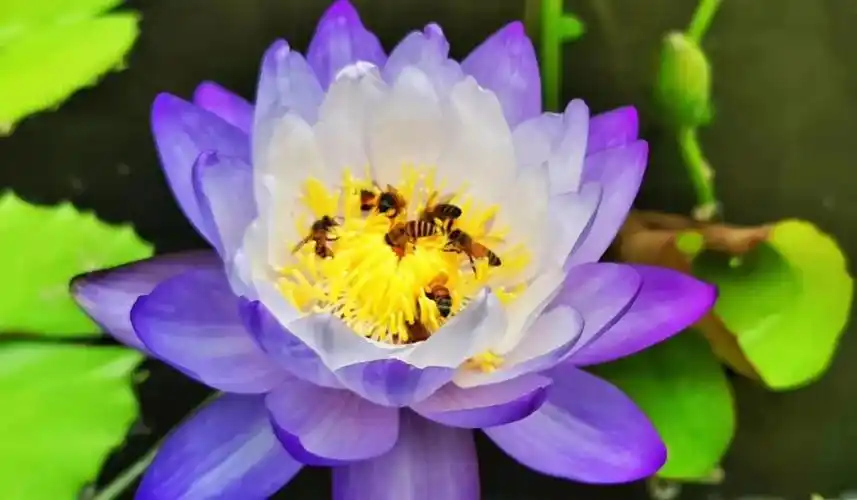 广州最美荷花花海上线!《人民日报》头版点赞!