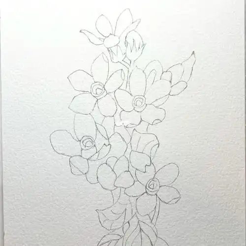 no9水彩蓝星花附线稿