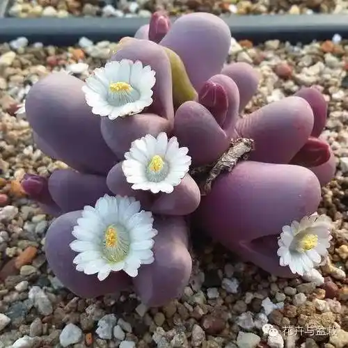 生石花(石头花)的播种和移苗详解