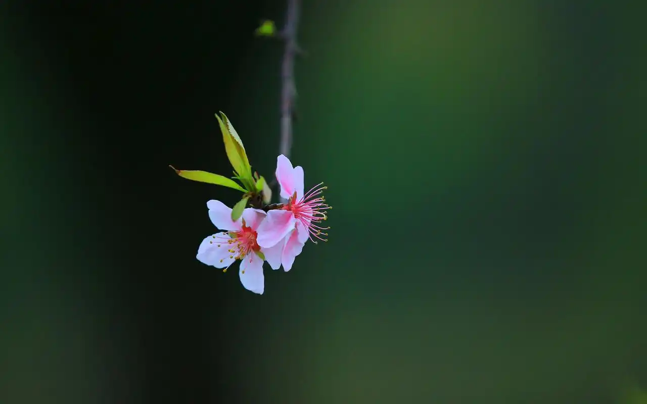 小清新唯美桃花摄影高清桌面壁纸