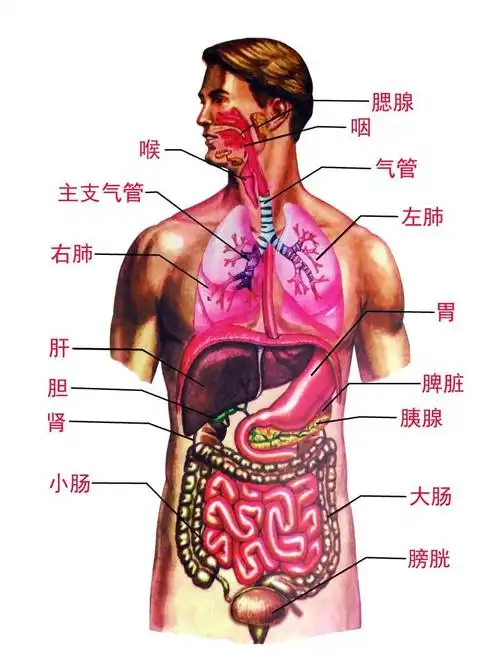 人体解剖图(人体内脏构成结构示意图)-52线报网