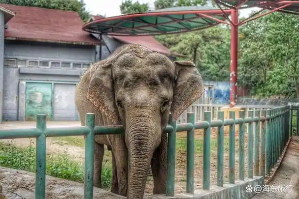 南京红山动物园门票信息:可以当天购票