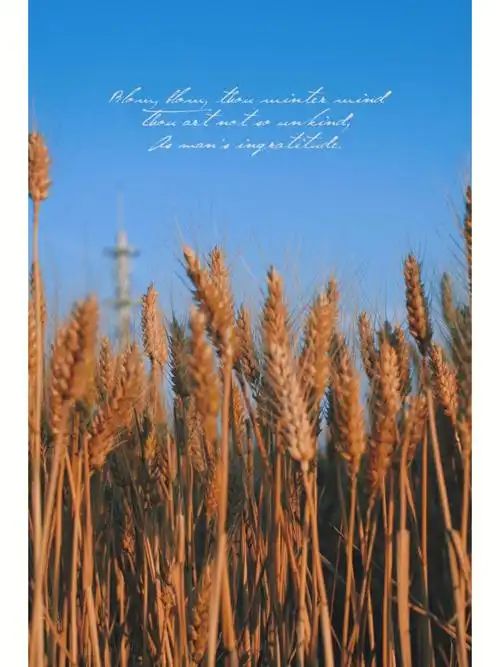 一颗孤独的树金色麦田