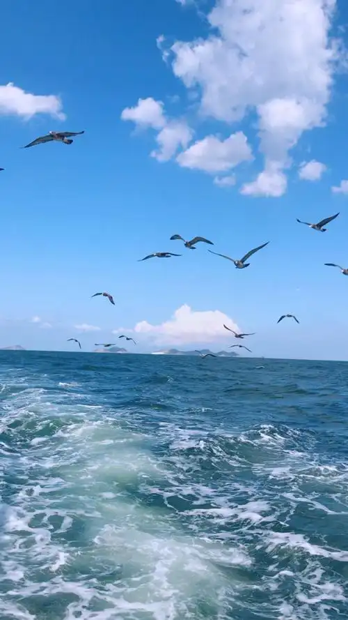 乘帆船出海喂海鸥,好美!