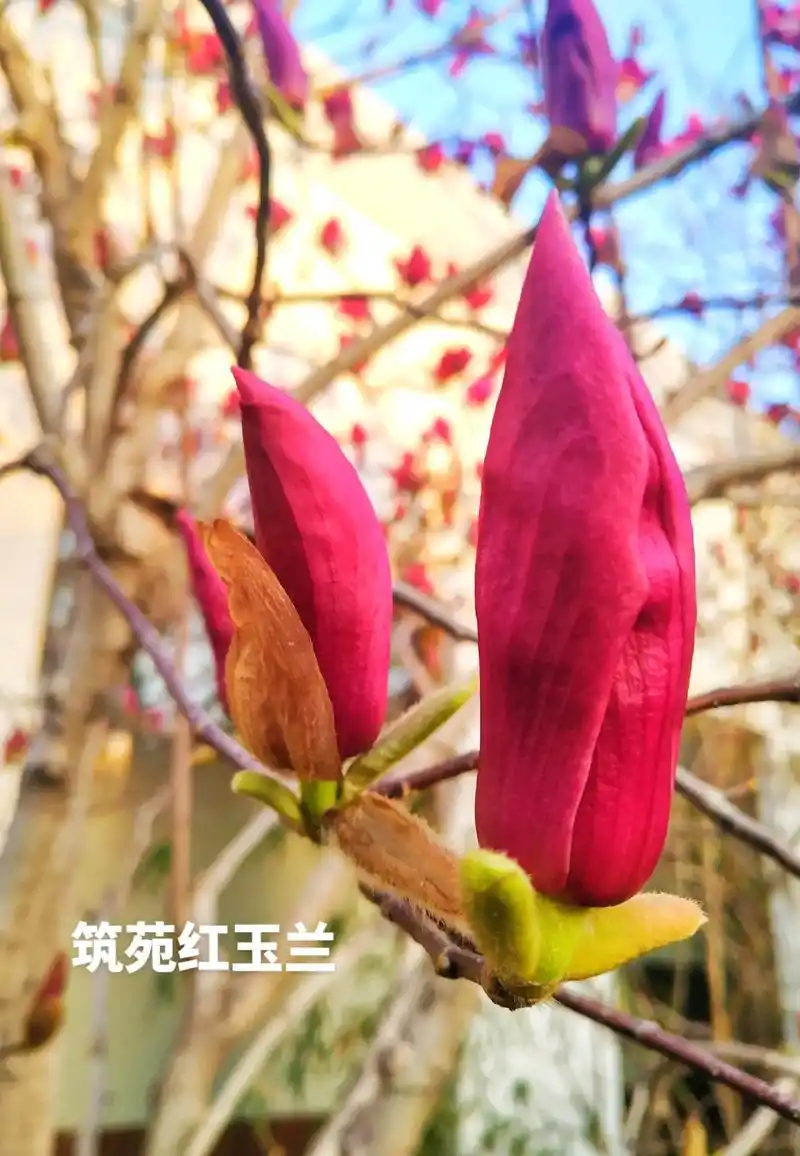 玉兰花开 #植物拾影 #木兰科#新品种  - 抖音