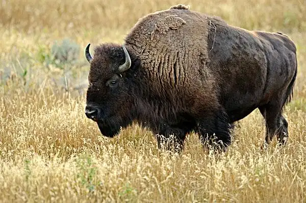 野牛图片_图片大全