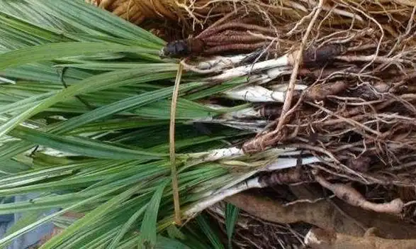 茅草根的功效与作用及其禁忌