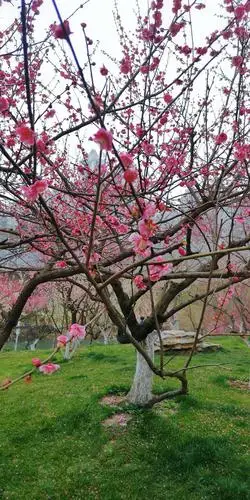 记录合肥匡河公园梅花 2020年3月1日拍