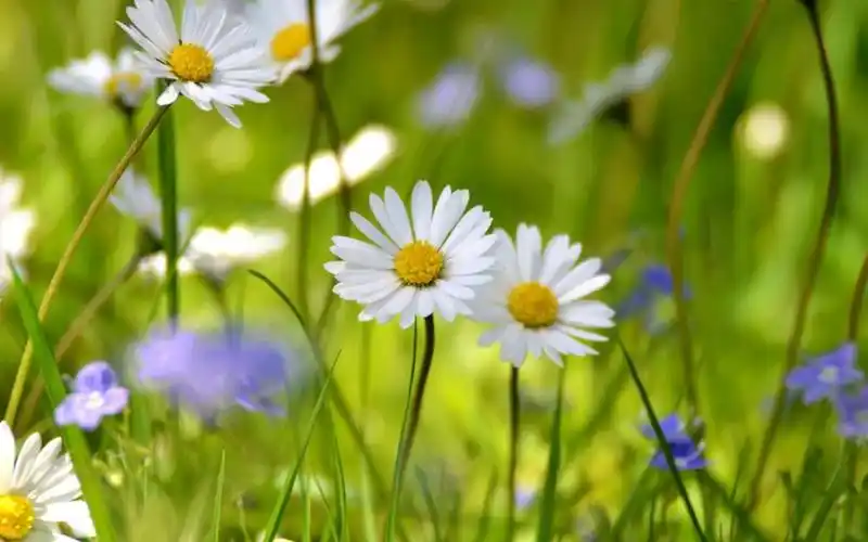 白色的雏菊壁纸