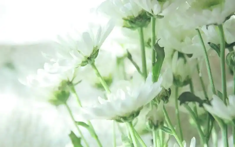 文艺清新壁纸小清新文艺桌面壁纸