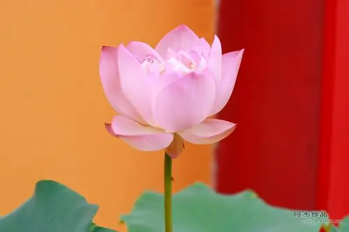 标题:佛门中莲(三)