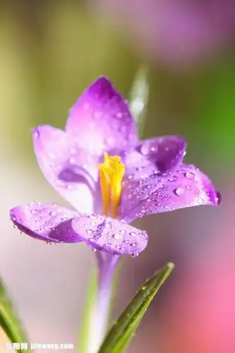 收藏 关键词:有水珠的紫色花朵图片下载,植物花朵,美丽鲜花,漂亮花朵
