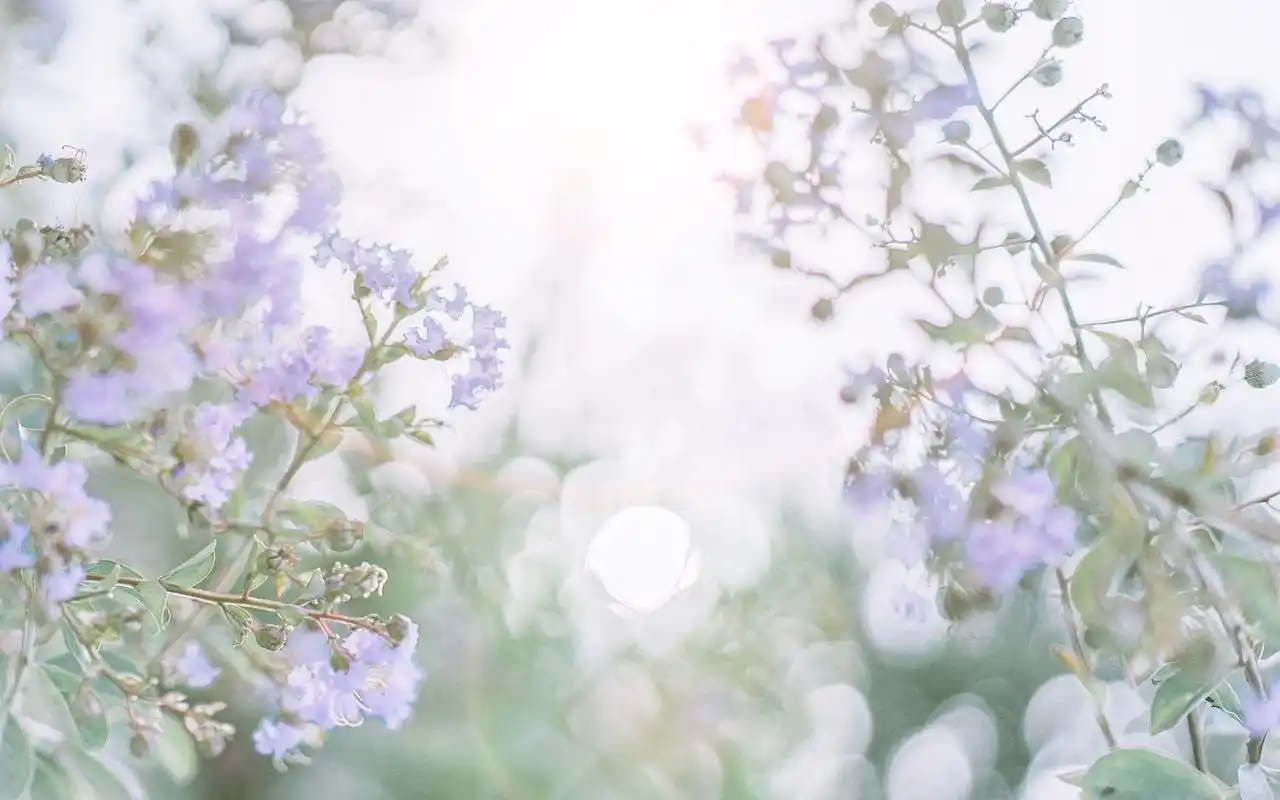 小清新简单唯美高清图片桌面壁纸