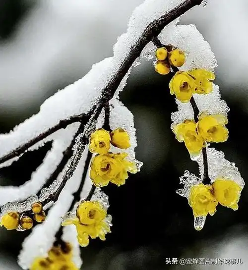雪中寒梅,冬天的梅花图片简笔画,傲立雪中,冬天的梅花图片山水,它那