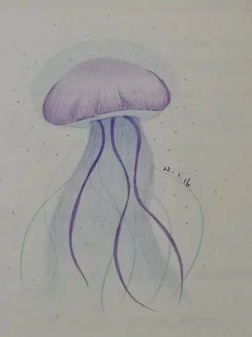 彩铅画临摹——水母|纯艺术|绘画|空白321 - 临摹作品 - 站酷 (zcool)