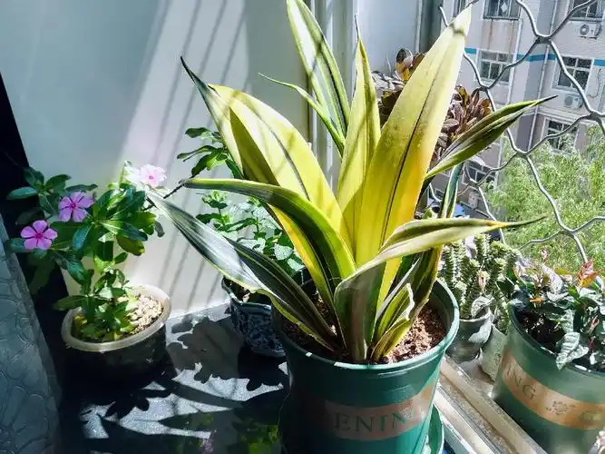 我种过的植物三观叶植物