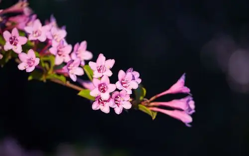 小清新粉色系植物花卉高清桌面壁纸