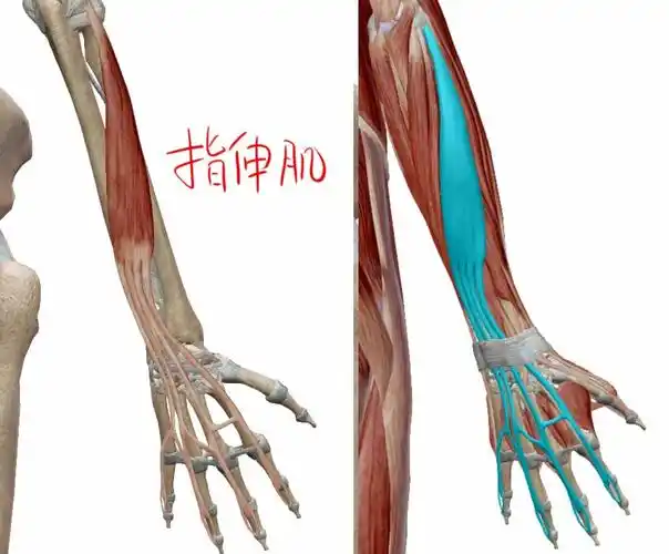 注意:指伸肌不连接大拇指!指伸肌的作用就是伸手指头咯.