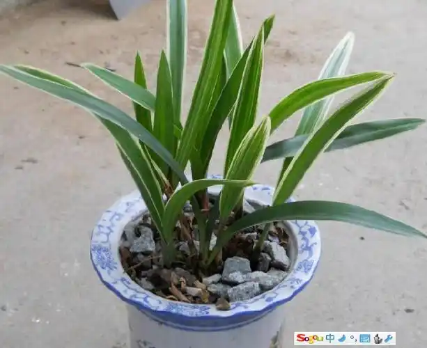 精品金边兰|精品金边兰1