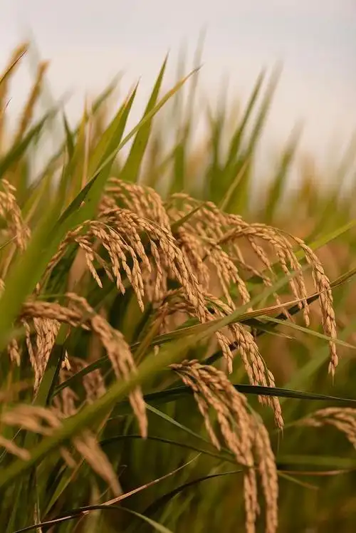 青岛:即墨蓝村千亩水稻喜获丰收