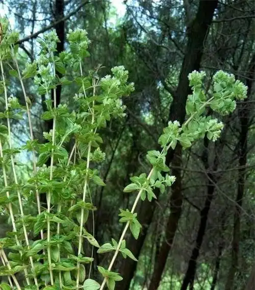 香薷草,因其香味浓郁,又俗称香浓草.