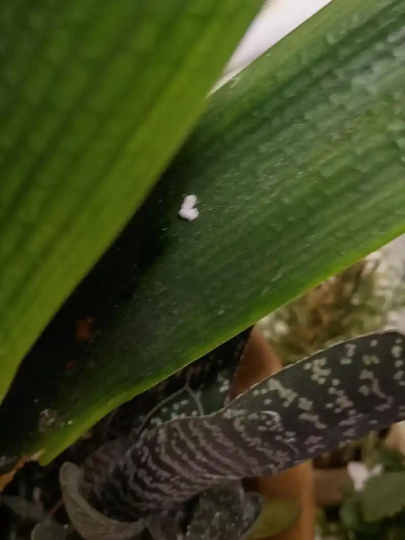求助这白的是什么虫子,叶子都黏黏的 君子兰这叶子上的白色虫子是什么
