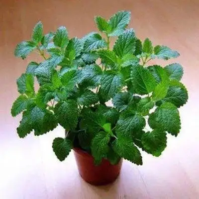 香草薄荷盆栽苏格兰薄荷苗薄荷苗子薄荷调酒食用饮品泡茶