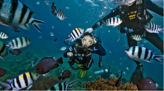 致力于维护海洋生态环境的三亚蜈支洲岛潜水怎么样