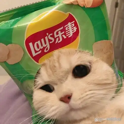 可爱的猫咪头像 闺蜜头像和情侣头像都9315 真的超级可爱