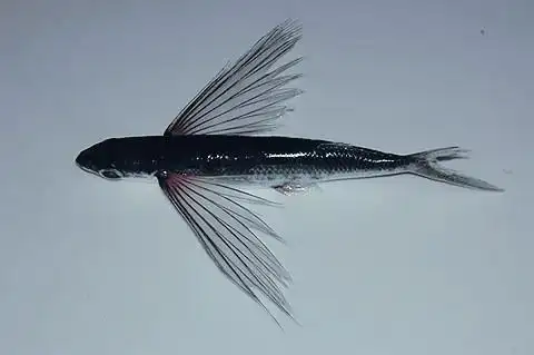 男子旅游抓到长翅膀会飞的鱼,晒朋友圈被骂不道德