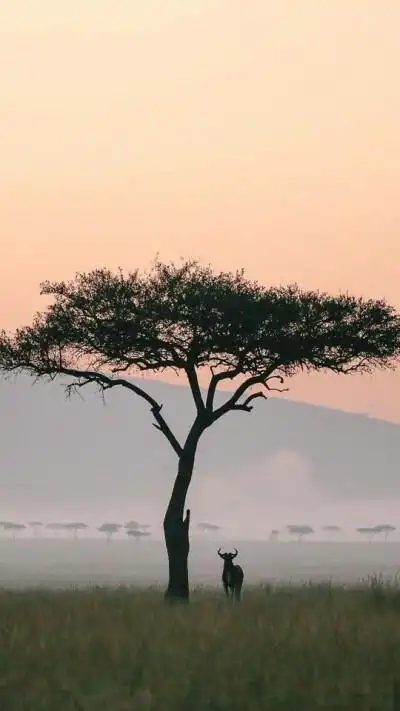 自然风景树背景