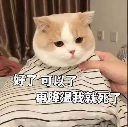 萌宠 猫星人 好了 可以了 再降温我就死了 呆萌 可爱