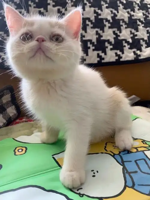 自己养的加菲猫500元同城出